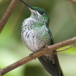 Costa Rican Bird Photography